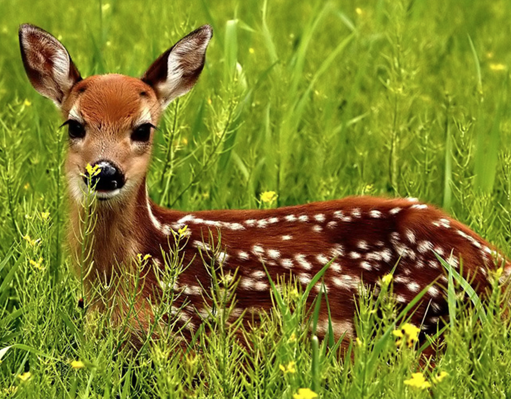 deer_fence_precision_fence_company